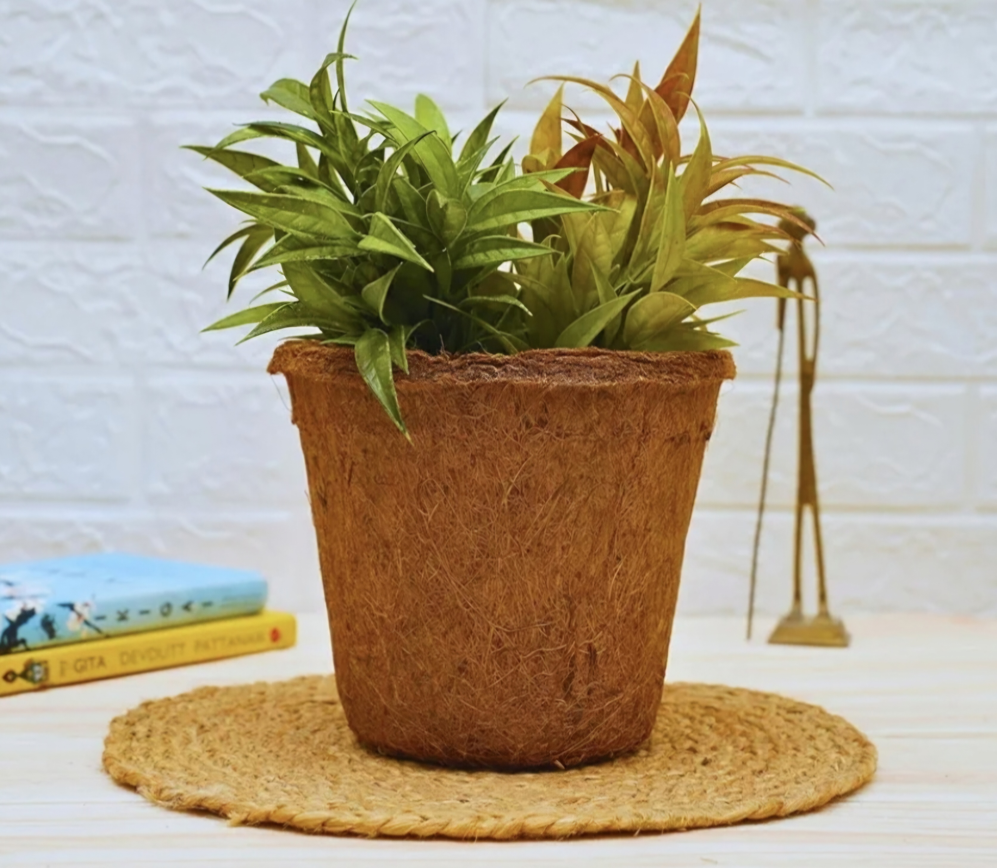 Coir Pot Sample 2